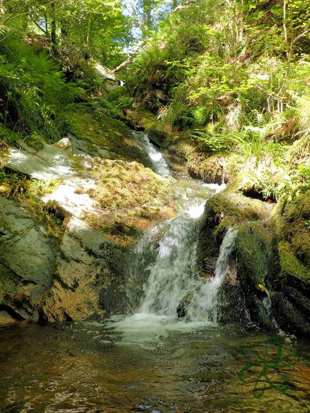 Dhoon Glen Feeder Waterfall