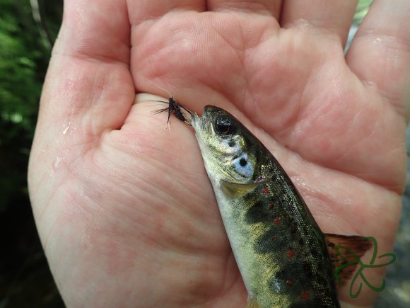 River Glass trout on a wet fly