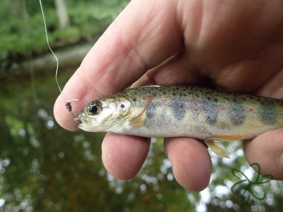Glass Trout