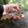 River Glass Trout