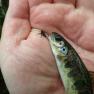 River Glass trout on a wet fly