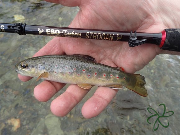 Laxey River Trout Stroon Tenkara Rod