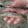 Laxey River Trout Stroon Tenkara Rod