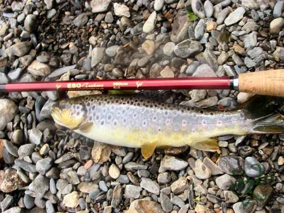 Laxey River Trout
