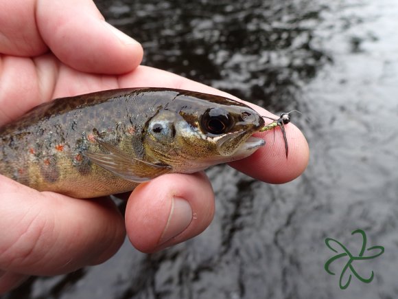 Tenkara caought trout with the mobile jig fly