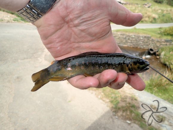 First fish of the session.