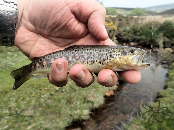 Tenkara trout