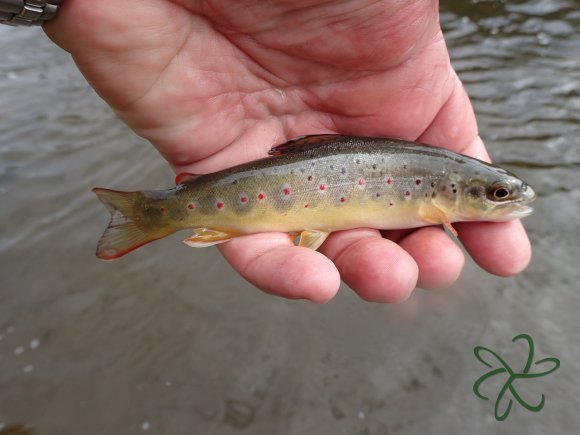 Small trout