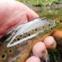Sulby River Trout