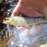 Sulby River Trout